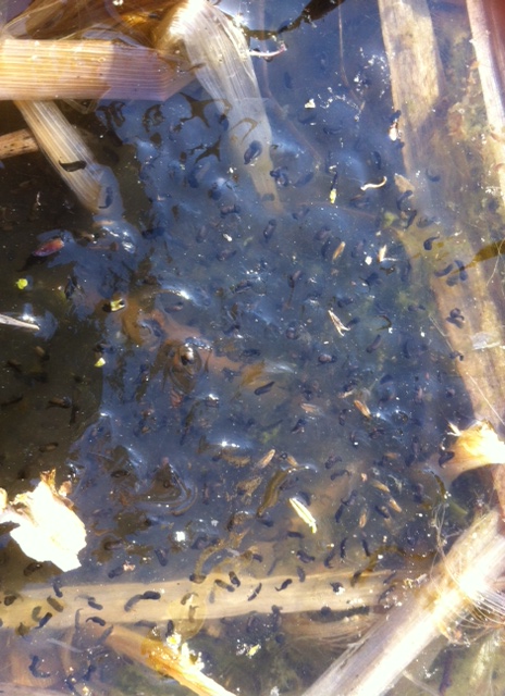 Die Kaulquappen nach einer Woche