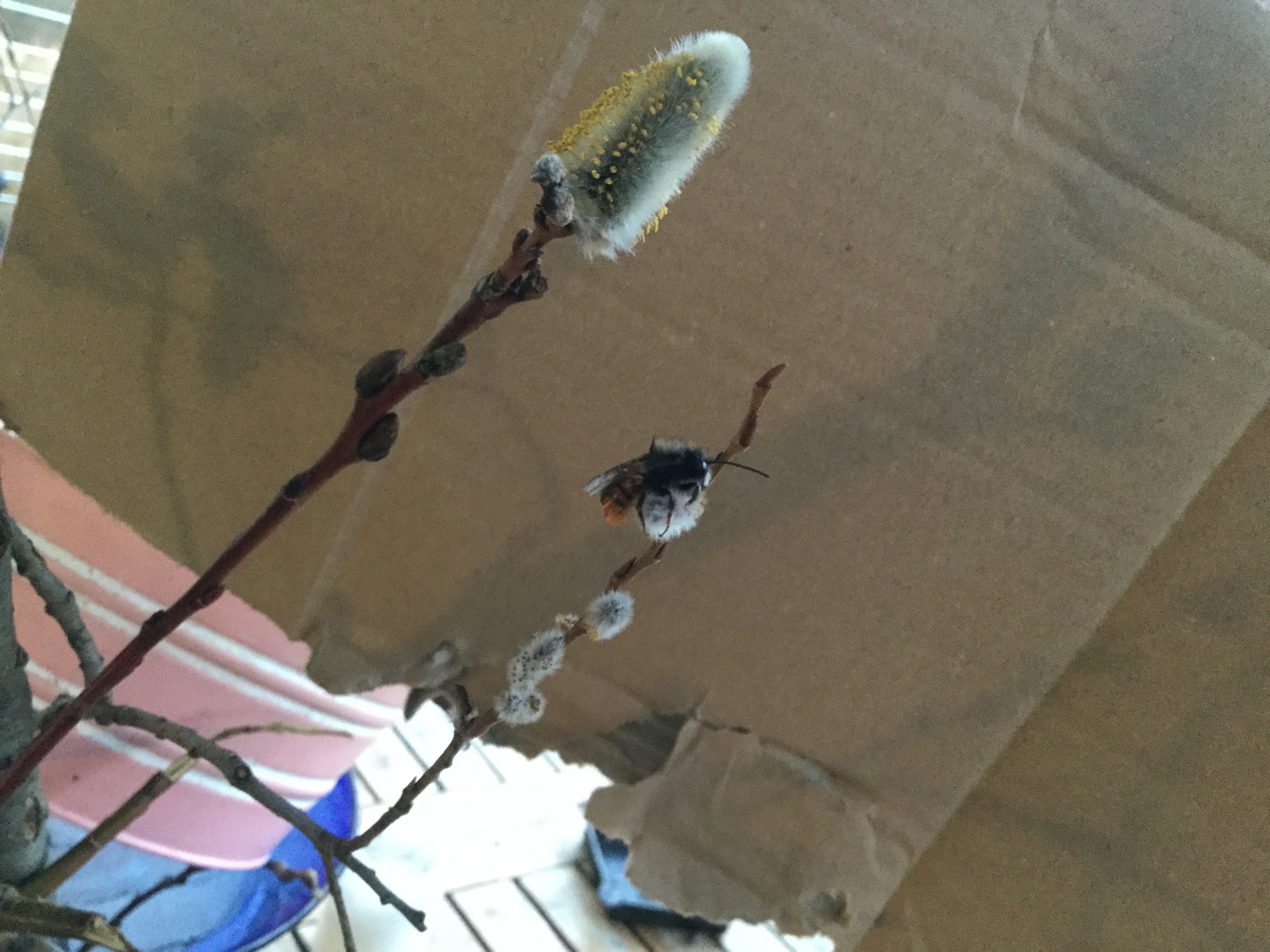 Die Biene holt sich Pollen.