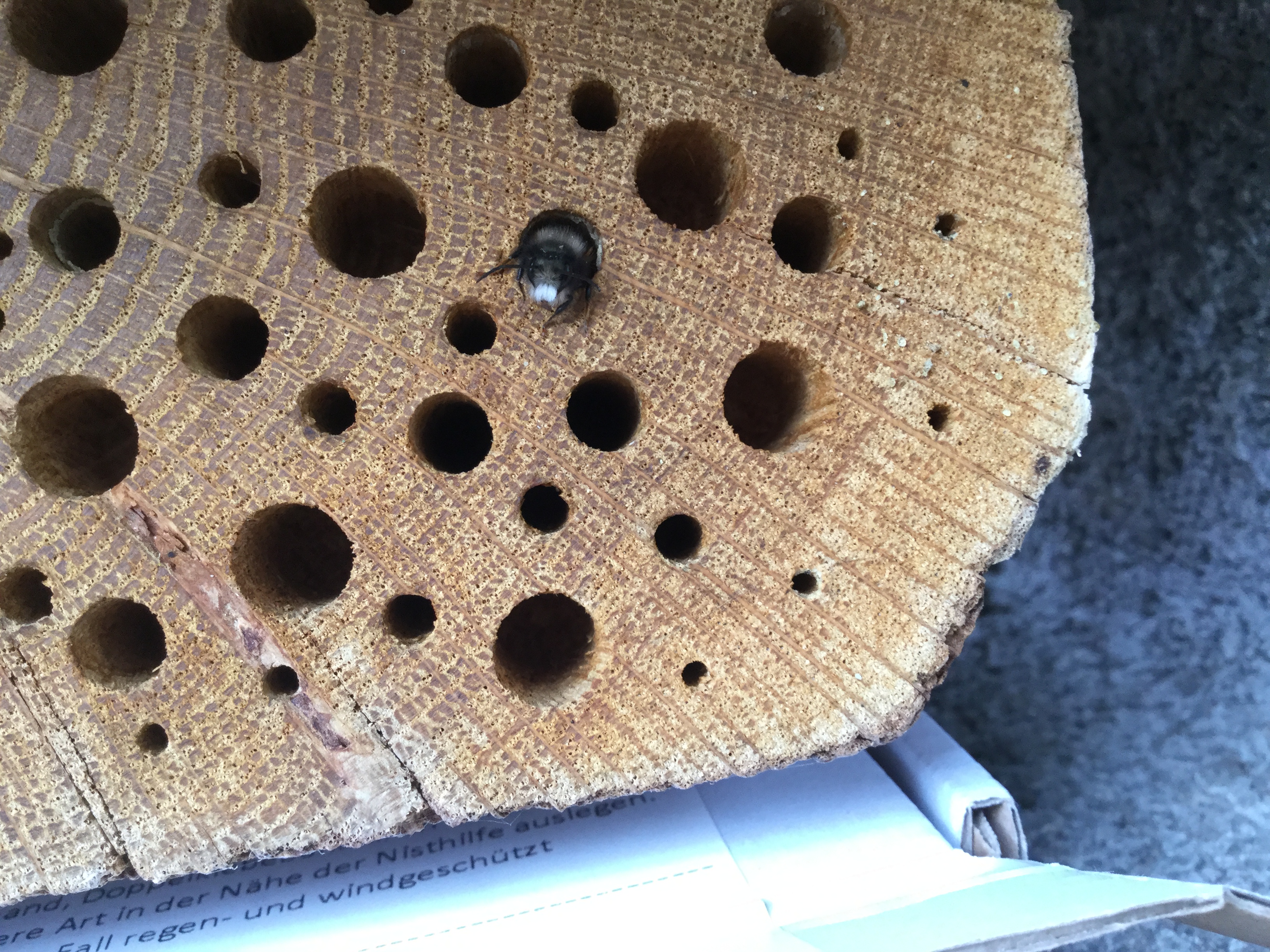 Hier sieht man eine Biene wie sie aus dem Loch krabbelt.