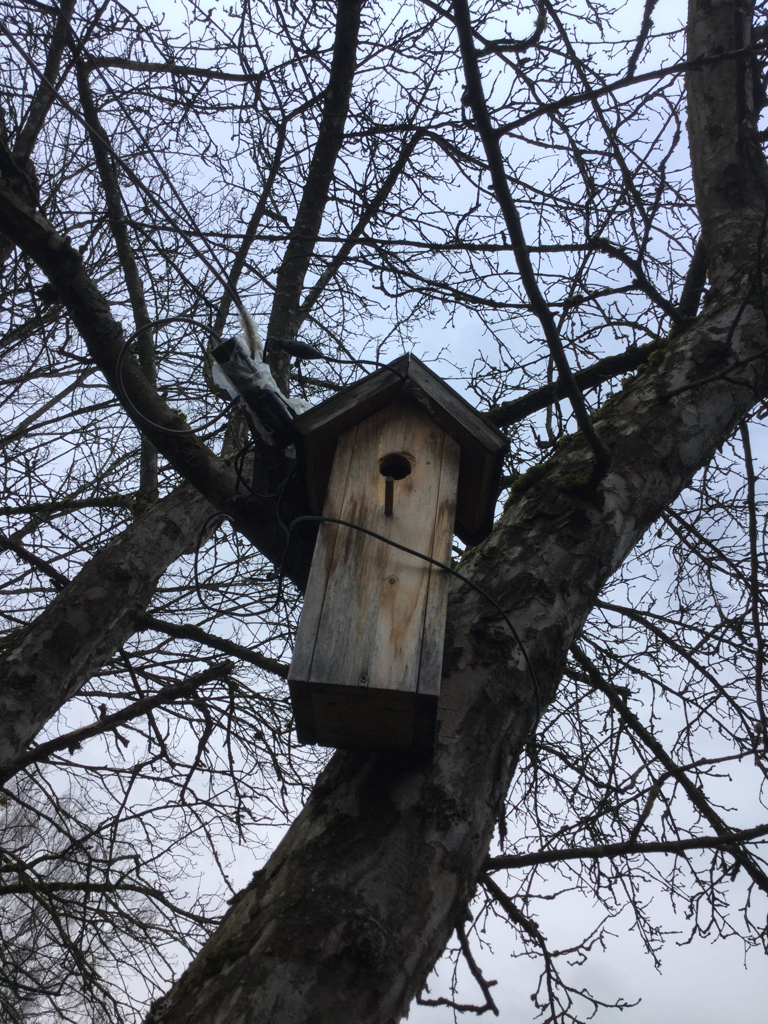 Der Nistkasten im Baum vor unserem Zimmer