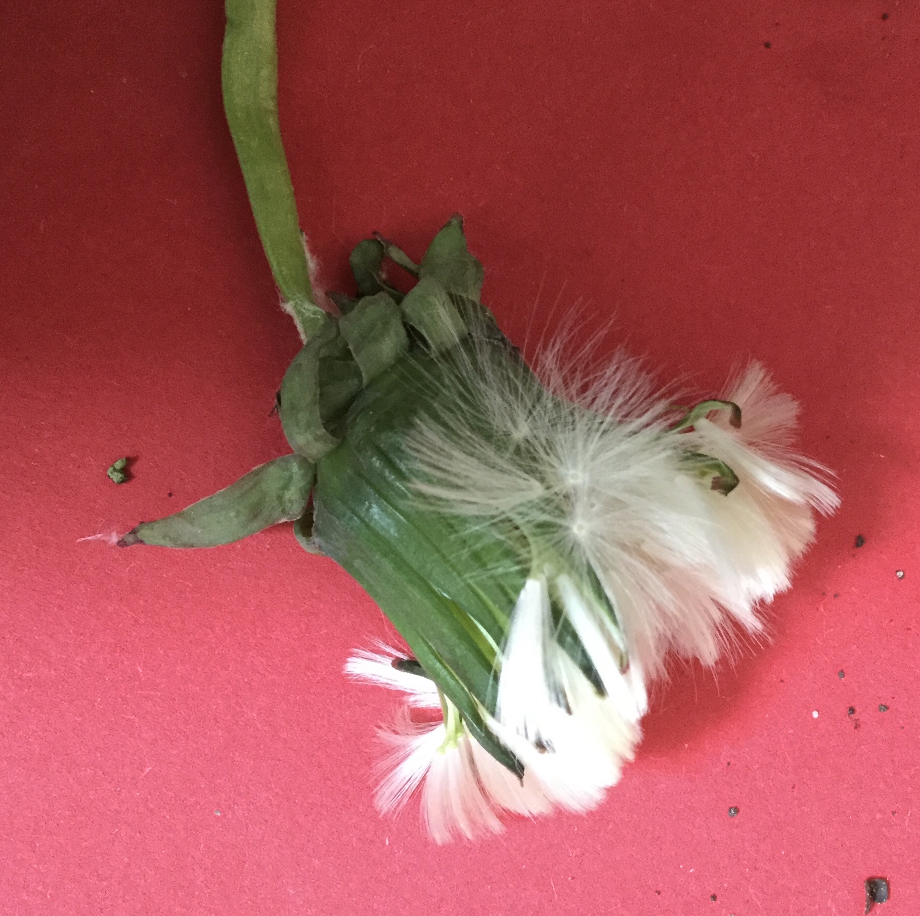 jetzt kann die Pusteblume aufgehen