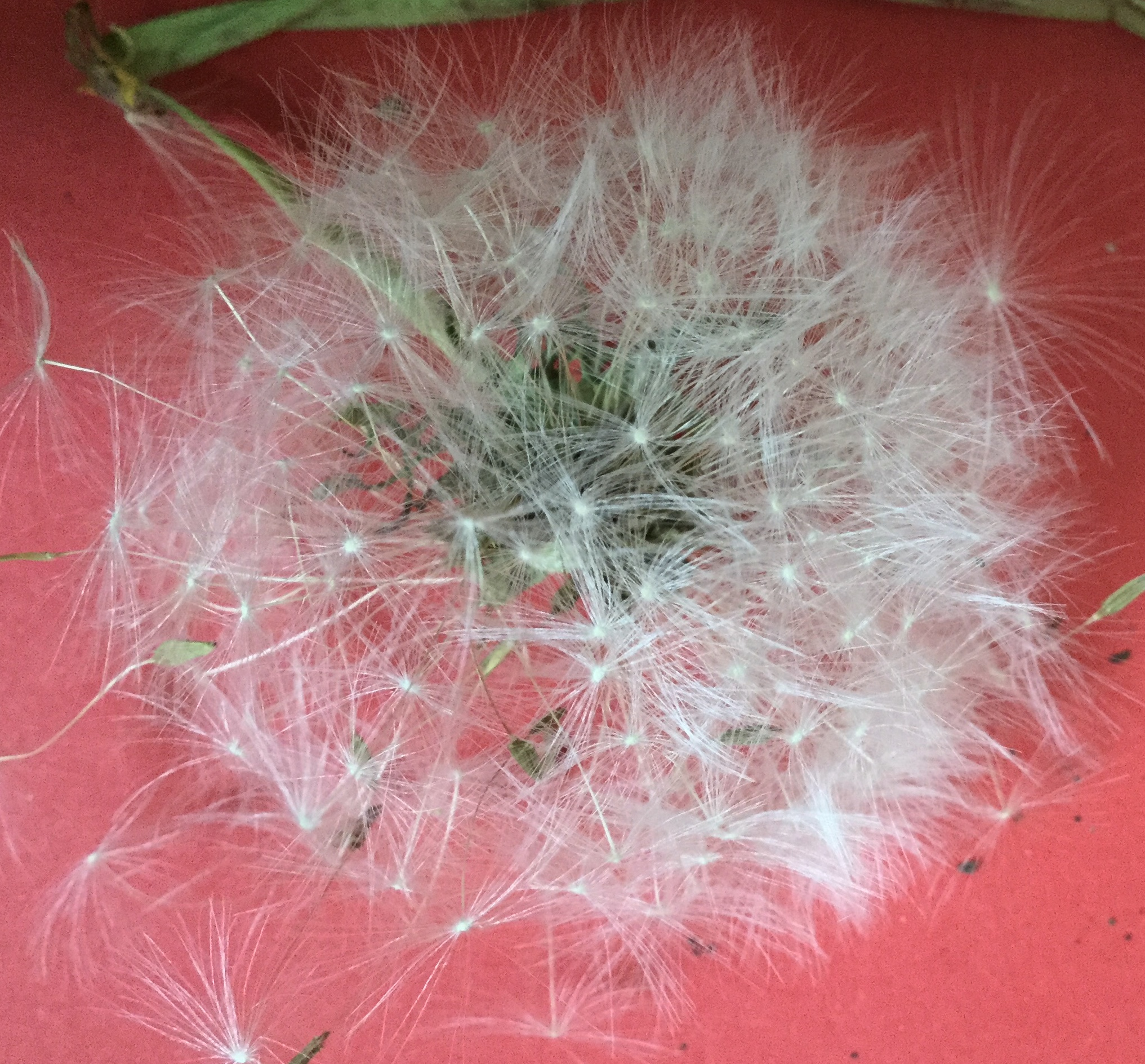 jetzt können die Schirmchen fliegen