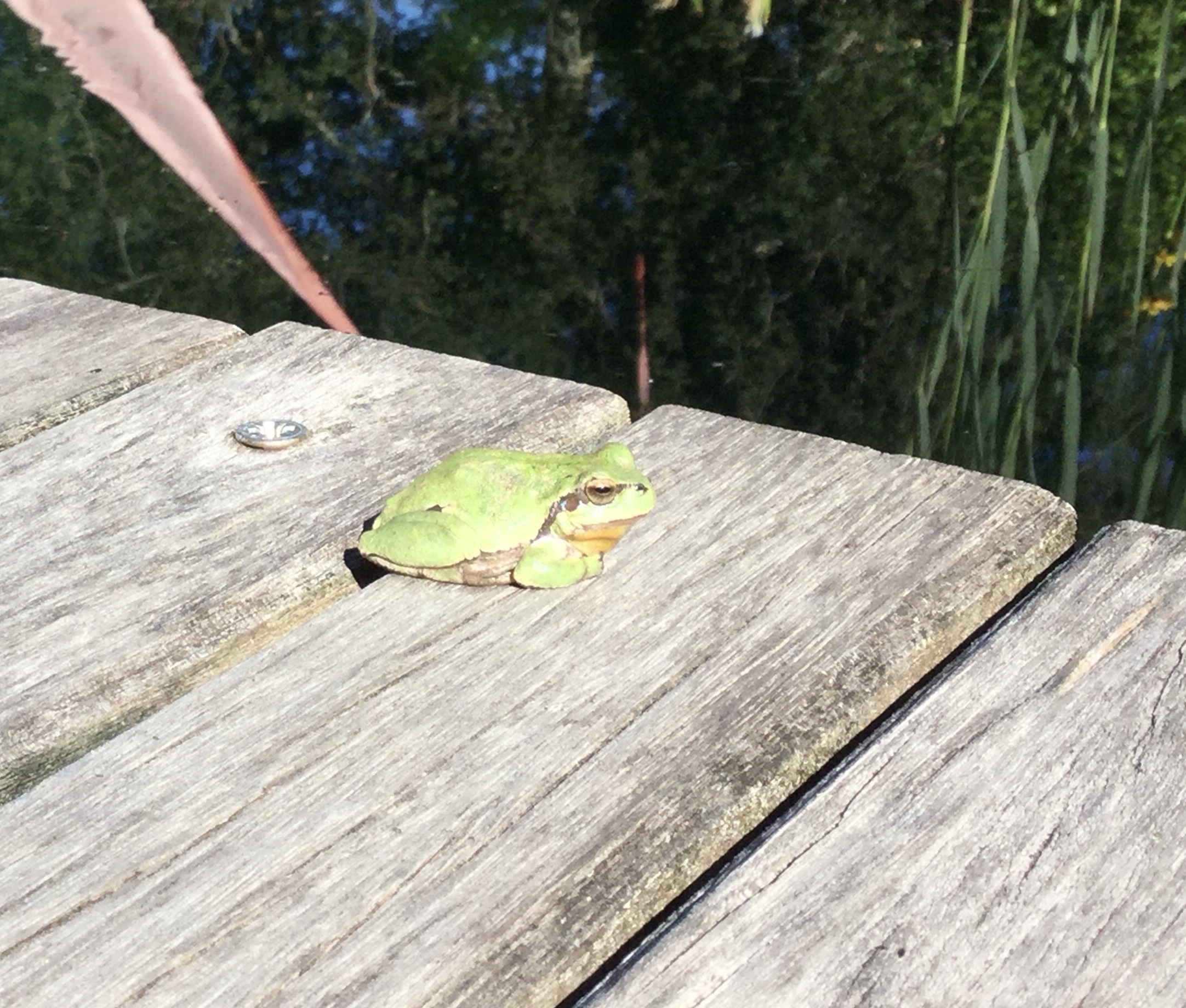 Laubfrosch