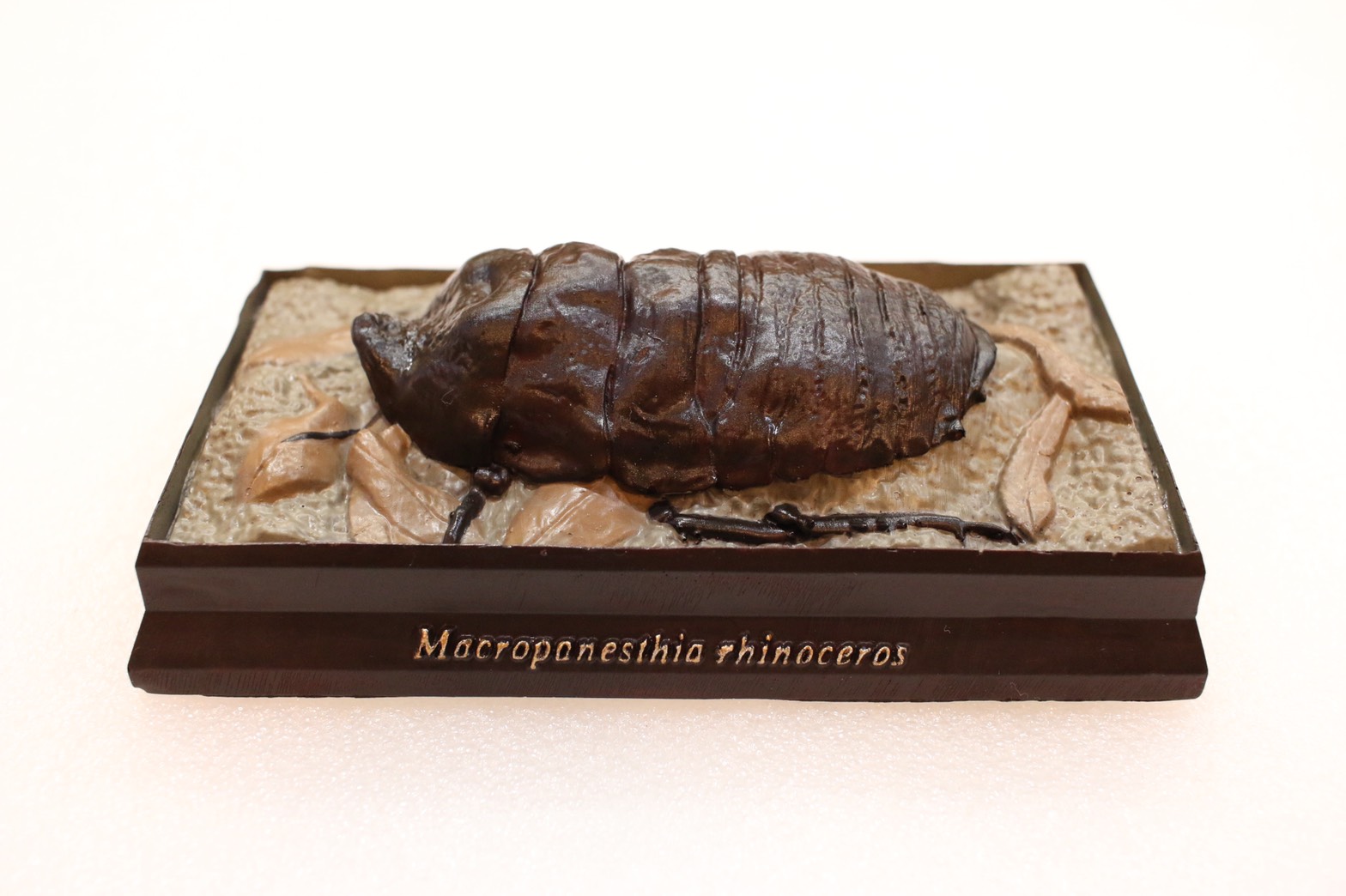 【71mm】ヨロイモグラゴキブリ Macropanesthia昆虫標本 71mm】ヨロイモグラゴキブリ Macropanesthia昆虫標本 【公式通販】