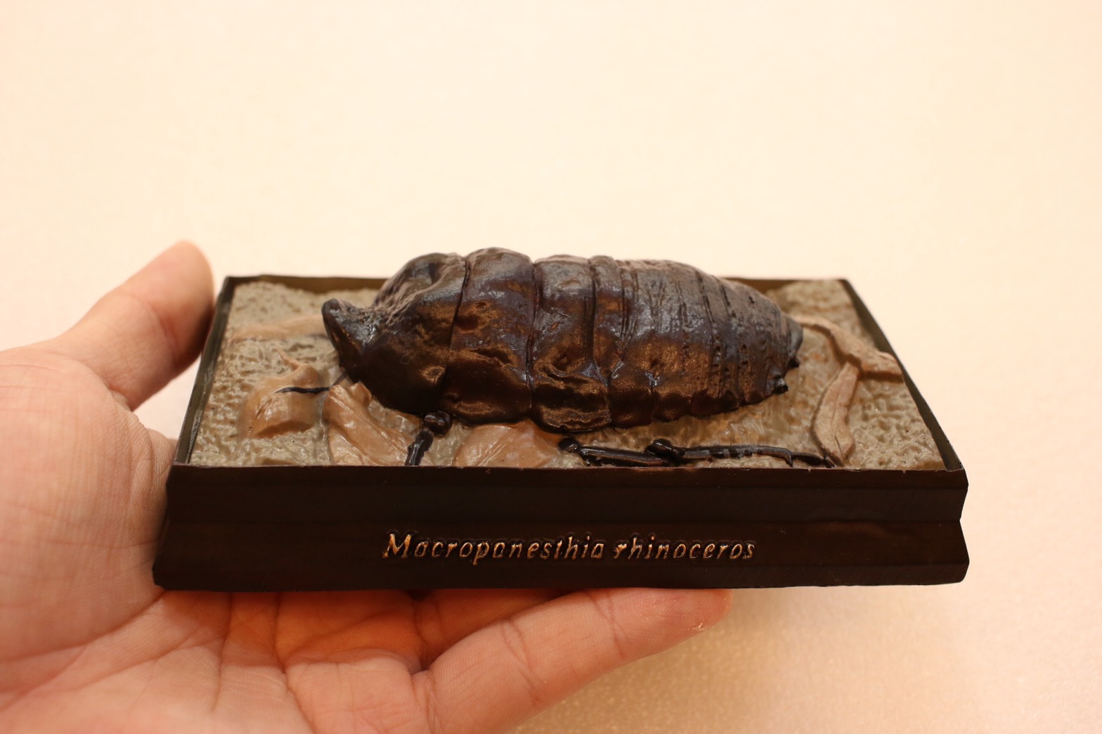 RR-22 ヨロイモグラゴキブリ | アンフィ合同会社 ＆ レプリカをつくる