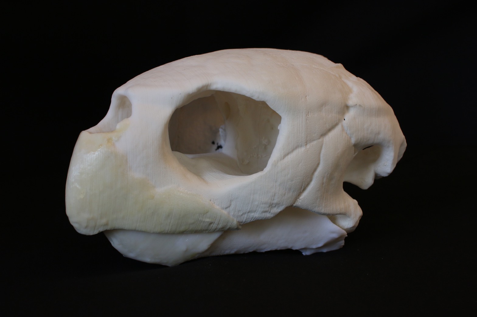 AMPHI Skull collection | アンフィ合同会社 ＆ レプリカをつくる博物館