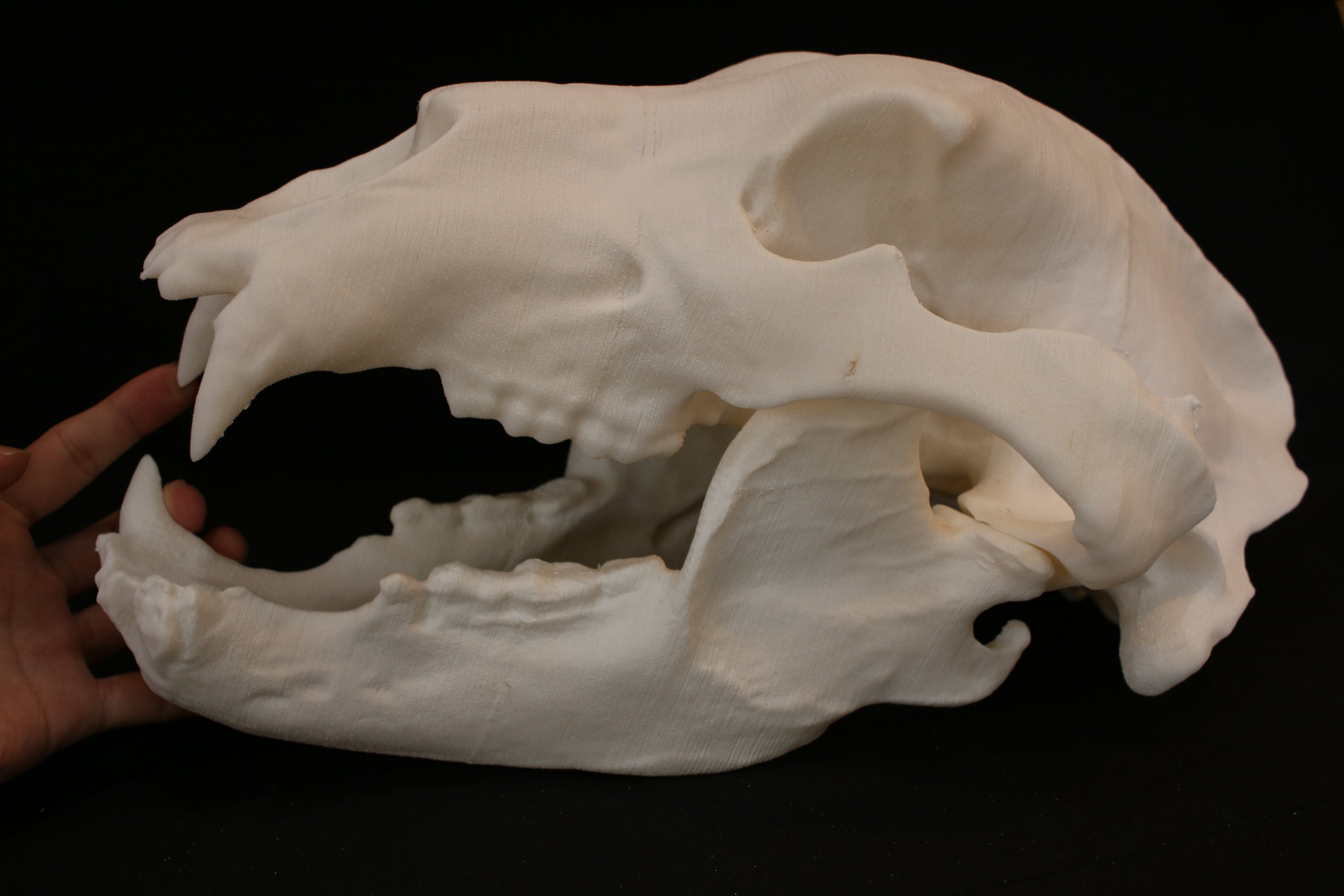 AMPHI SKULL COLLECTIONに ヒグマ が登場！ | アンフィ合同会社