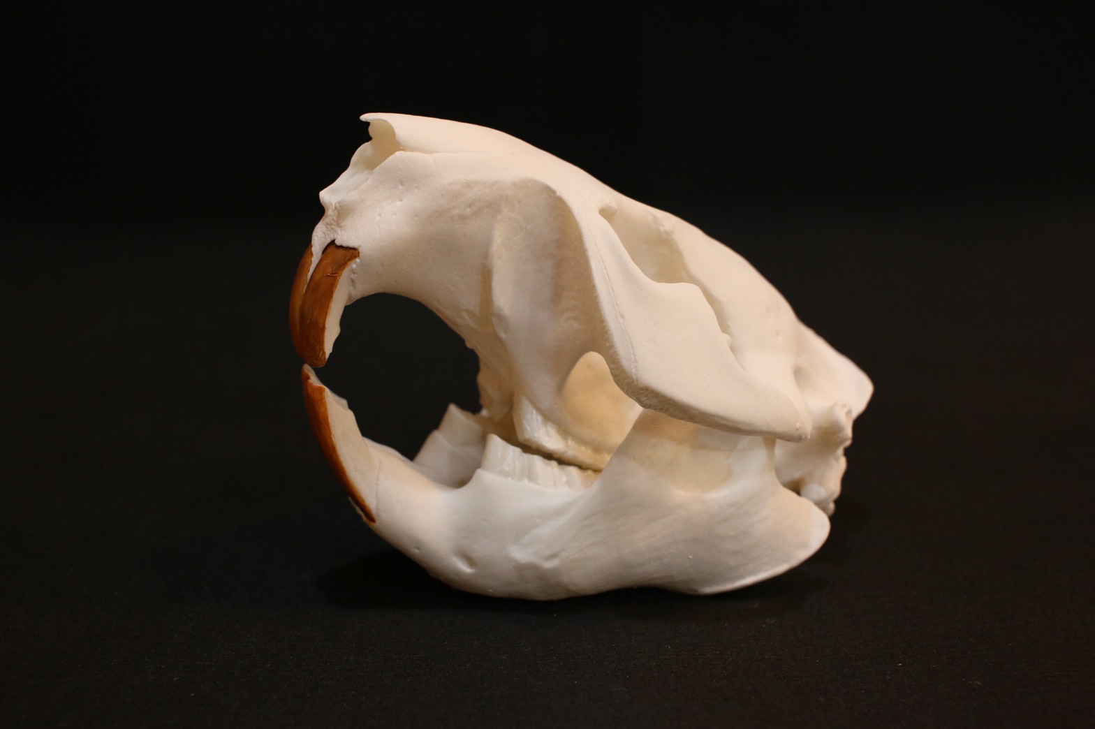 世界の博物館の骨格標本と レプリカ | アンフィ合同会社 ＆ レプリカを