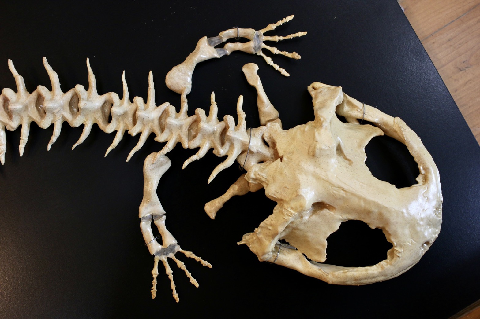 全身骨格レプリカ | アンフィ合同会社 ＆ レプリカをつくる博物館