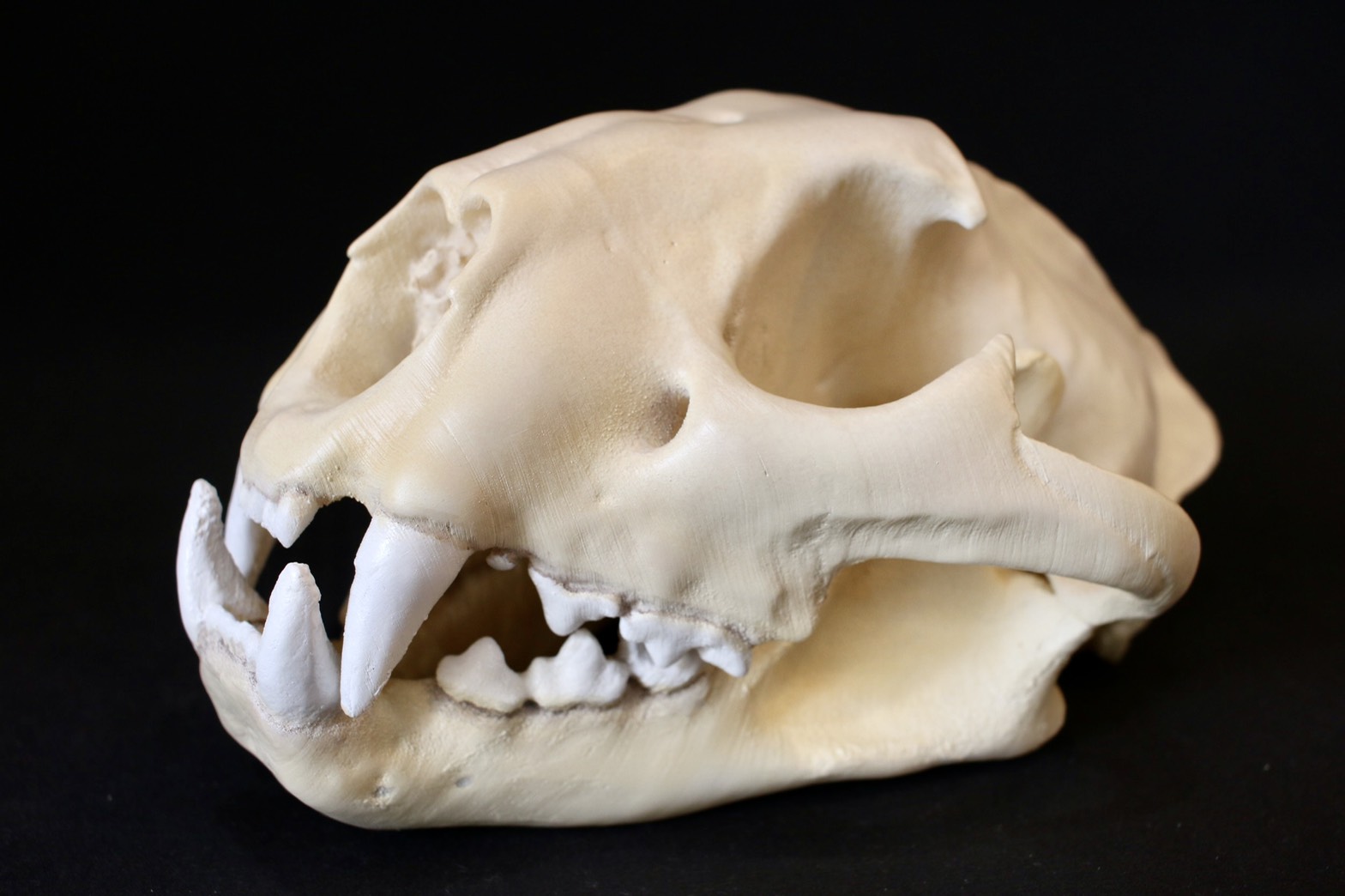 AMPHI Skull collection | アンフィ合同会社 ＆ レプリカをつくる博物館