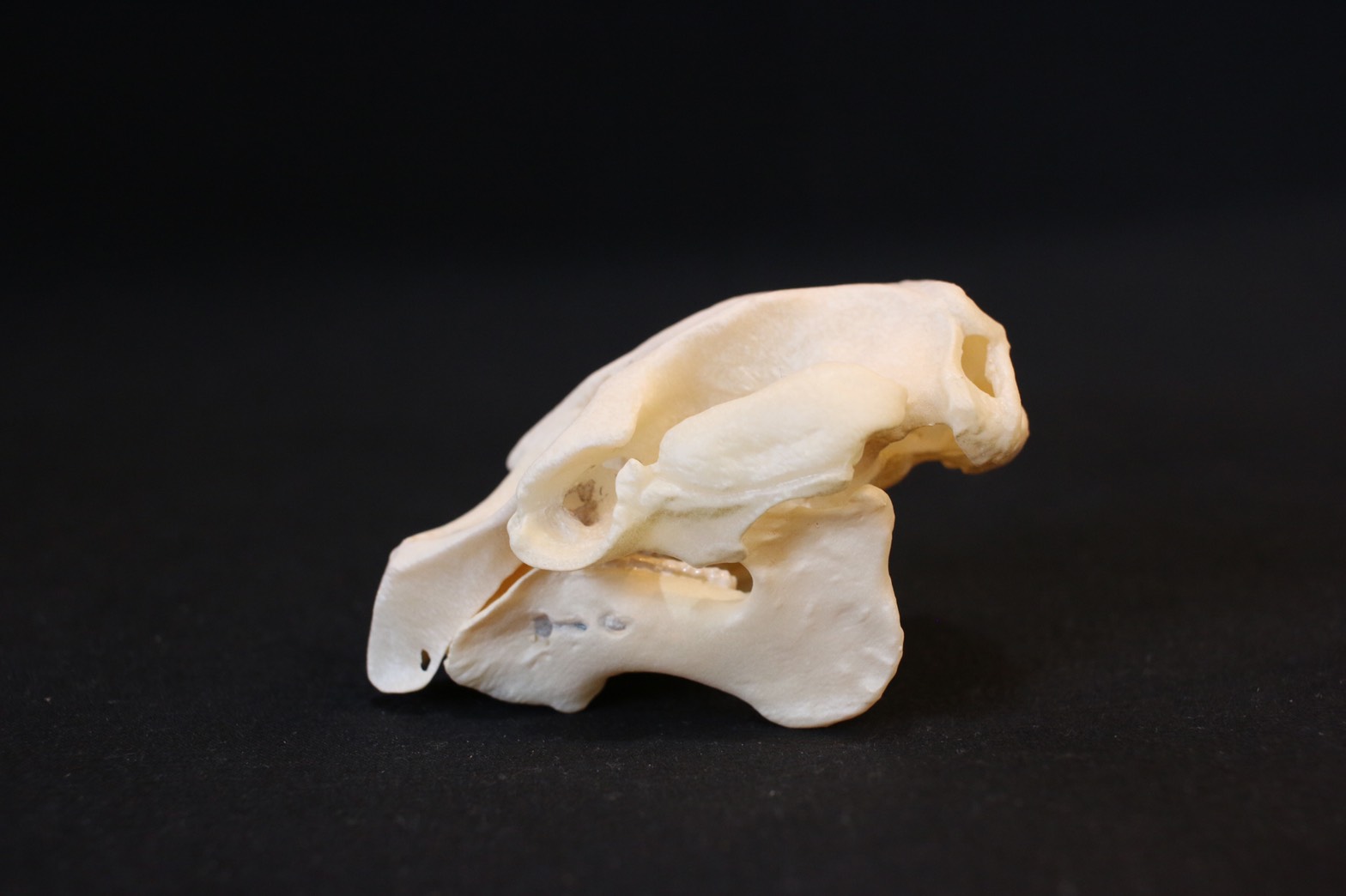 AMPHI Skull collection | アンフィ合同会社 ＆ レプリカをつくる博物館