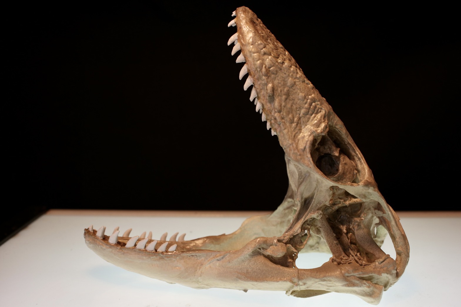 S__85876742.jpg?fit=1568,1044&