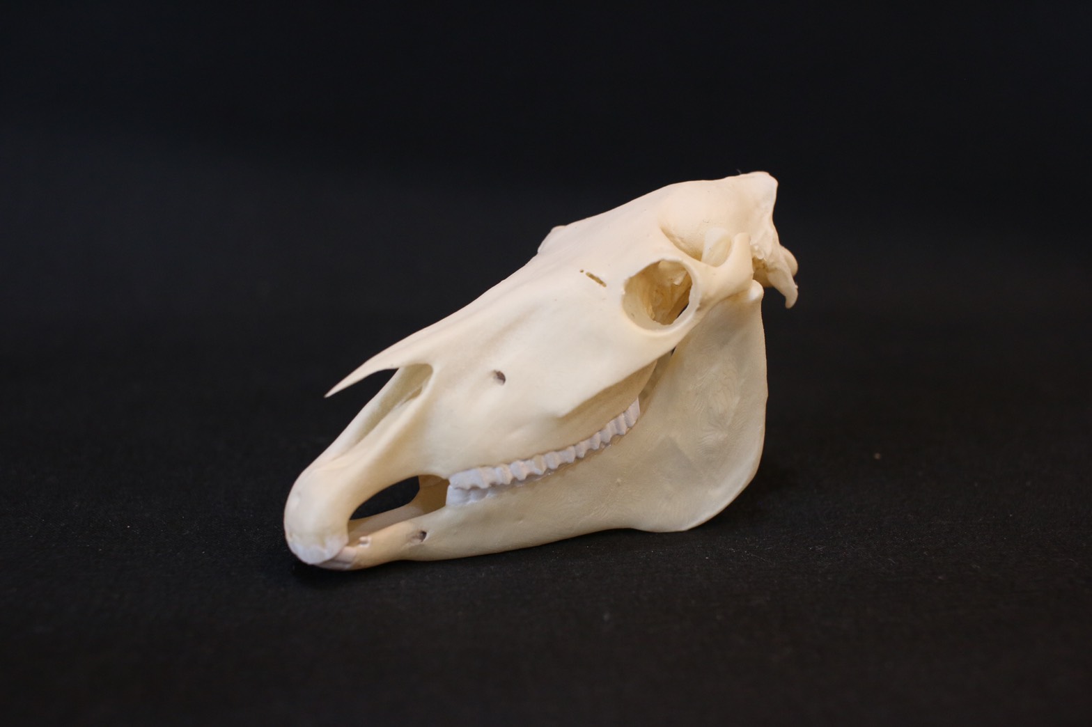 AMPHI Skull collection | アンフィ合同会社 ＆ レプリカをつくる博物館