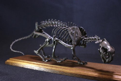 アイダホ博物館 の ピューマ全身骨格 縮小模型 | アンフィ合同会社