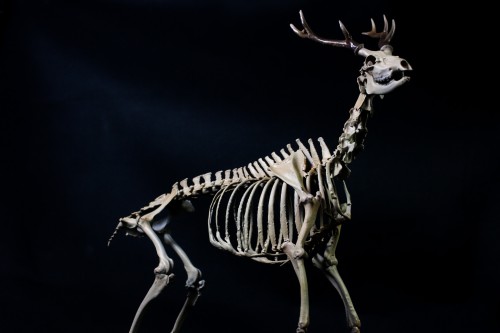 全身骨格レプリカ | アンフィ合同会社 ＆ レプリカをつくる博物館