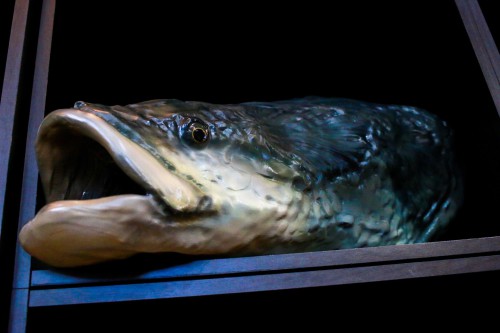 ピラルク の頭部模型を作製しました！ | アンフィ合同会社 ＆ レプリカ