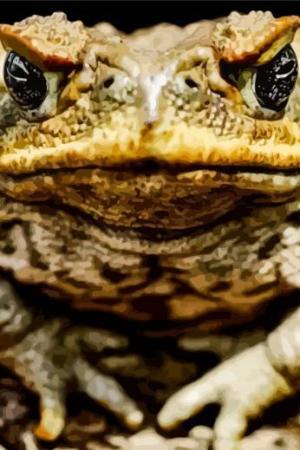 Angry Toad Paint By Numbers.jpeg