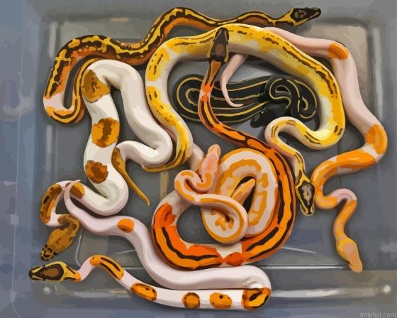 Ball Python Snakes Paint By Numbers.jpeg