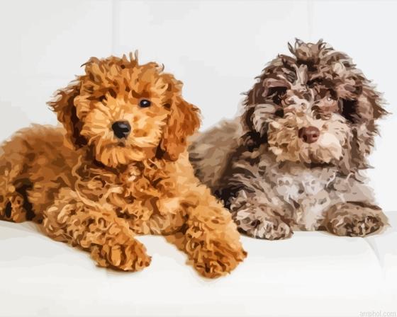 Beige And Brown Cockapoo Paint By Numbers