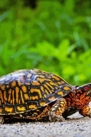 Box Turtle Paint By Numbers.jpeg