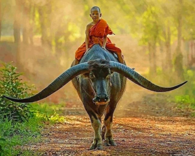 Boy Monk Riding Buffalo Paint By Numbers