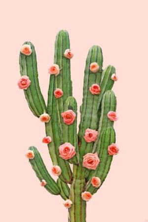 Cactus And Pink Roses Paint By Numbers.jpeg