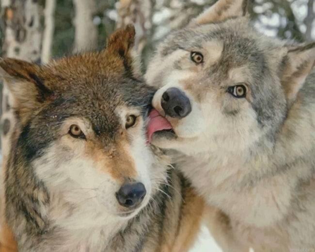 Cute Wolves Paint By Numbers
