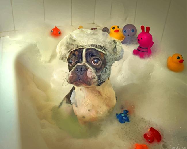Dog In Bath Paint By Numbers