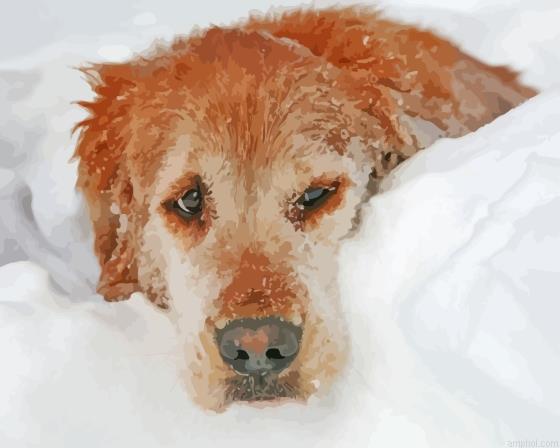 Dog In Snow Paint By Numbers