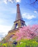Eiffel Tower In Spring New Paint By Numbers.jpeg