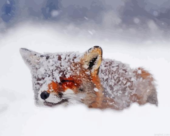 Fox In The Snow Paint By Numbers