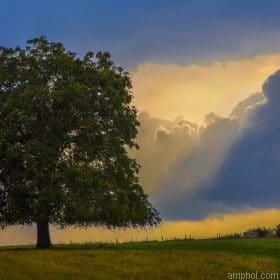 Grove Tree Paint By Numbers