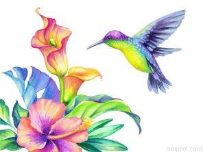 Hummingbird Paint By Numbers