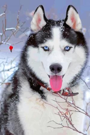 Husky In Snow Paint By Numbers.jpeg