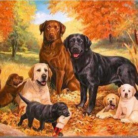 Labrador Dogs Paint By Numbers