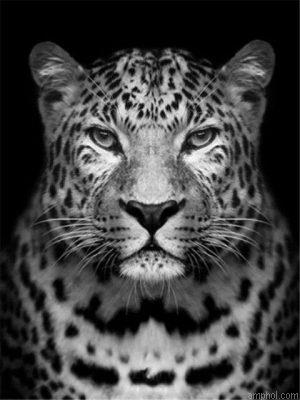 Leopard Paint By Numbers