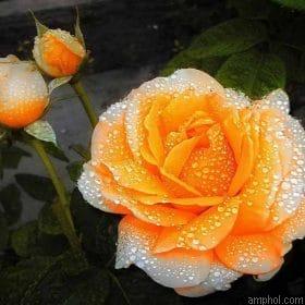 Orange Roses Paint By Numbers.jpeg