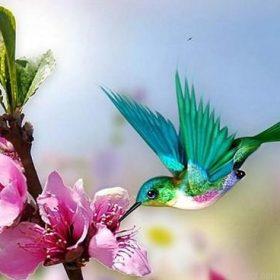 Pretty Hummingbird Paint By Numbers.jpeg