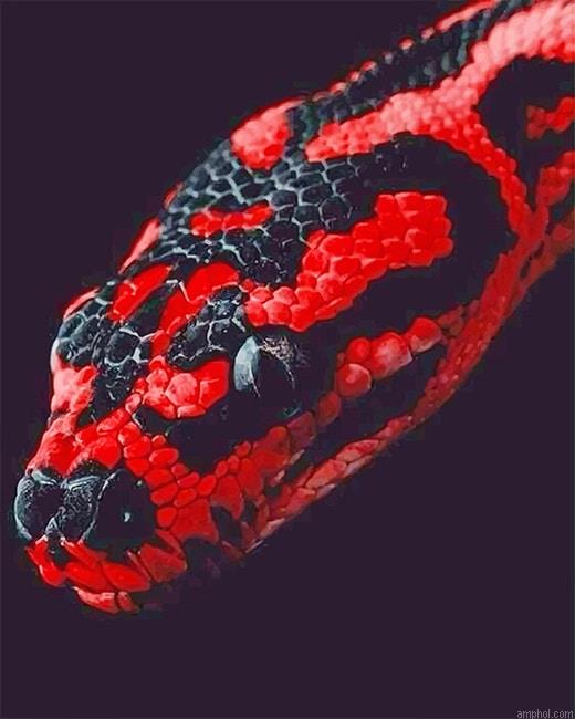 Red And Black Python New Paint By Numbers.jpeg