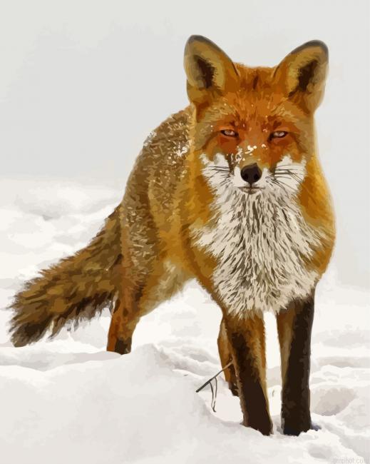 Sandfox Animal In Snow Paint By Numbers.jpeg