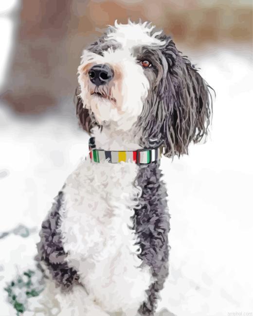 Sheepadoodle Paint By Numbers