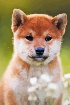 Shiba Inu Sitting In Field Paint By Numbers.jpeg