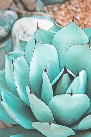 Succulent Near Rocks New Paint By Numbers.jpeg