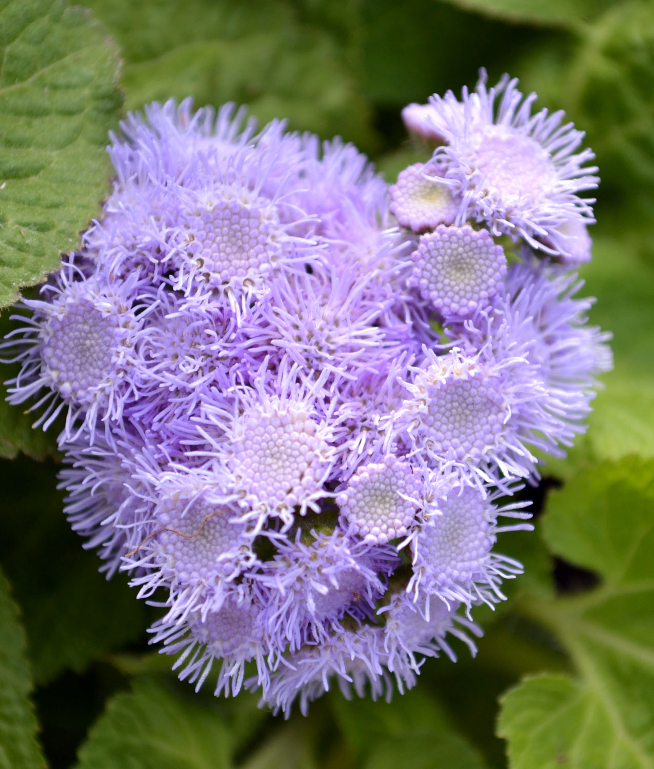 Ageratum