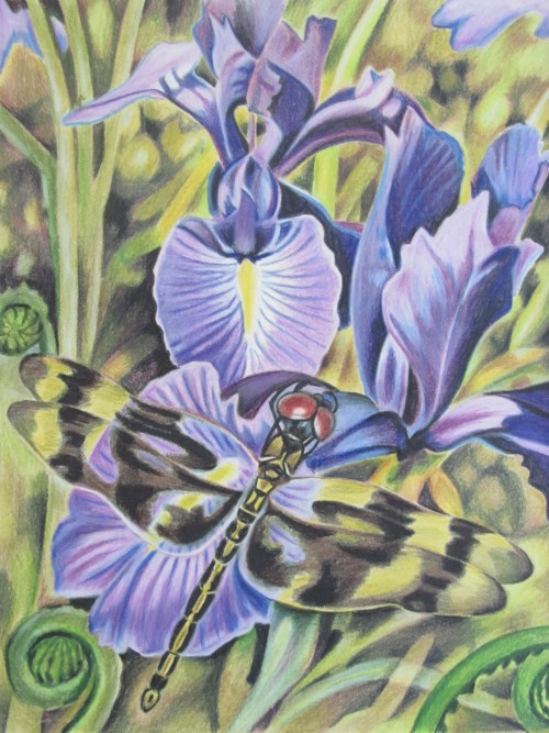 Dragonfly with Iris