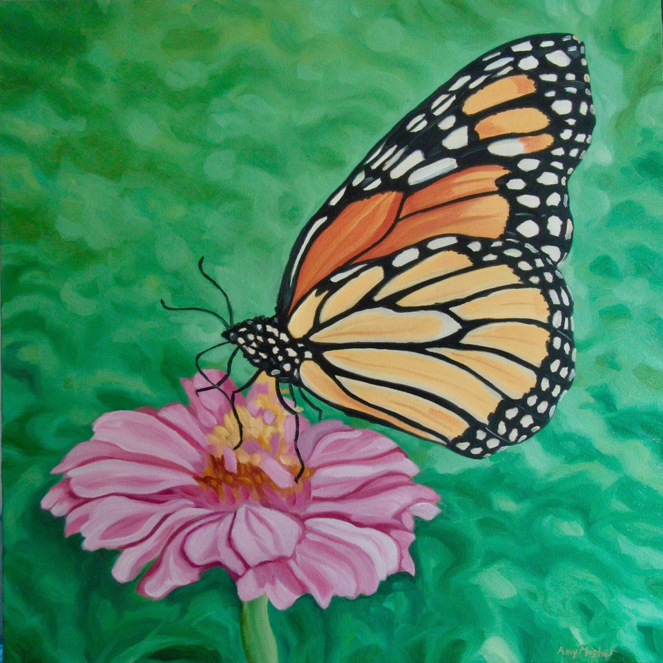 Monarch on Zinnia, 24 x 24 inches