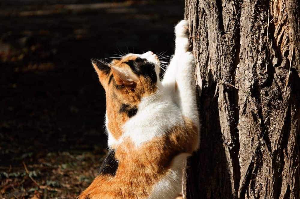 Cat Clawing How to Stop Cats from Scratching Furniture