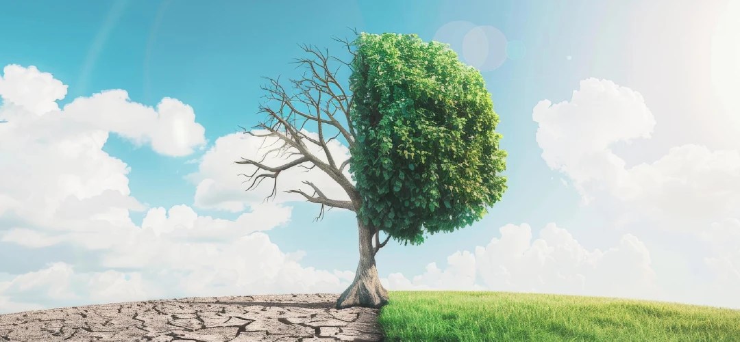 Dimensión E (Environment)