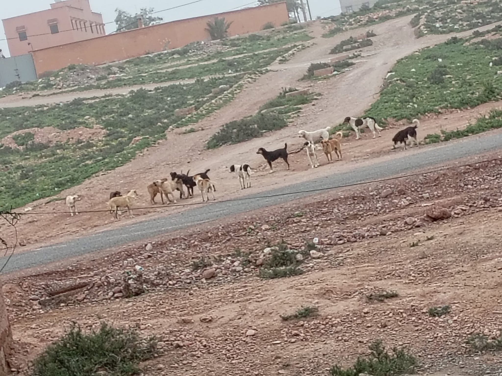 انتشار الكلاب الضالة بتامصلوحت يثير قلق الساكنة ومطالب بتدخل مكتب حفظ الصحة بدائرة تحناوت