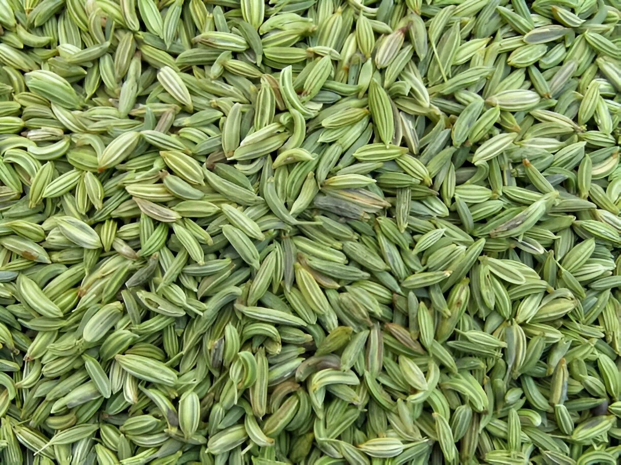Fennel Seeds Exporter India